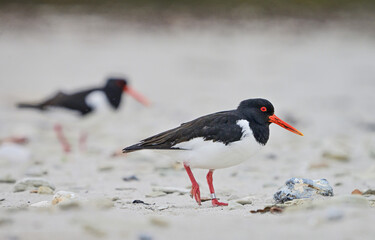 oystercatcher on the beach