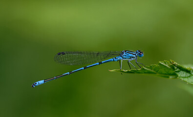 Blue damselfly resting on a leave