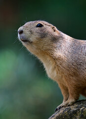 prairie dog on the rock