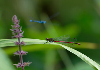 Red damselfly resting on a leave