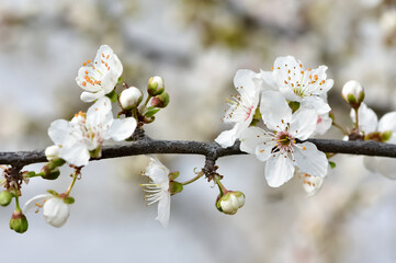 photos of flowering plum tree and plum flowers