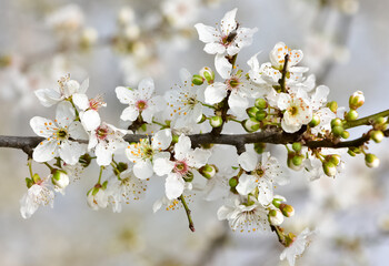 photos of flowering plum tree and plum flowers