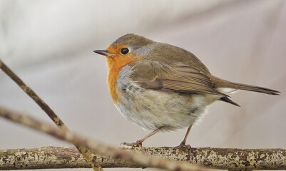robin in snow