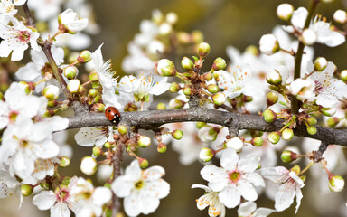 photos of flowering plum tree and plum flowers