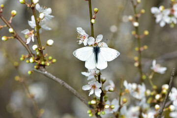 photos of flowering plum tree and plum flowers