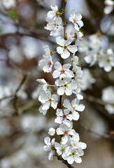photos of flowering plum tree and plum flowers