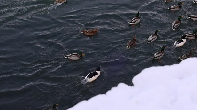 A flock of hungry wild ducks on the banks of the Irtysh River in Ust Kamenogorsk, East Kazakhstan, February in search of food