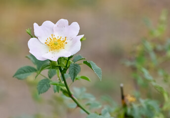 peaceful flowers and natural environment in nature