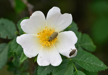 peaceful flowers and natural environment in nature