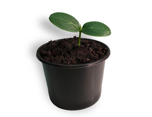 zucchini seedlings in a pot on a white background