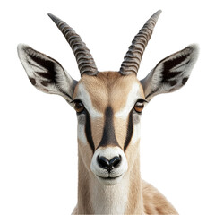 Fototapeta premium Gazelle portrait serene beauty majestic horns wildlife