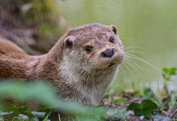 Fototapeta premium Otter in his natural environment