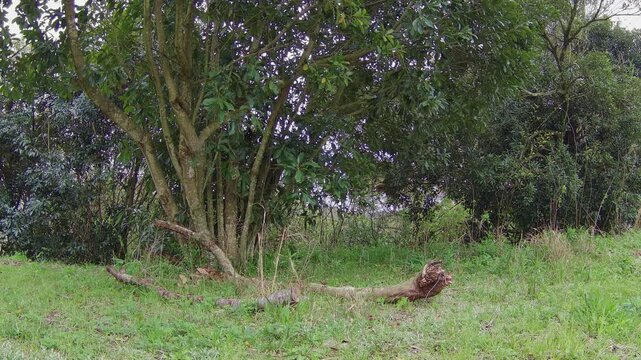 寂し気な雑木林
