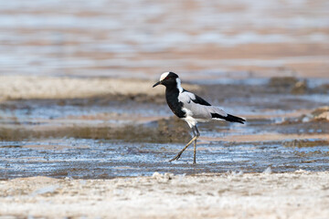 Blacksmith Lapwing Or Blacksmith Plover (Vanellus Armatus)