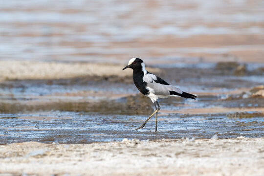 Blacksmith Lapwing Or Blacksmith Plover (Vanellus Armatus)