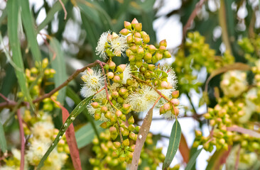 natural plants and flowers. Photos of eucalyptus tree flowers and seeds.