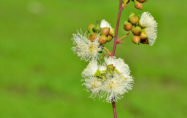 natural plants and flowers. Photos of eucalyptus tree flowers and seeds.