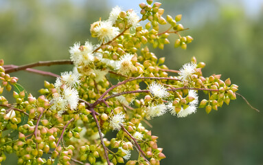 natural plants and flowers. Photos of eucalyptus tree flowers and seeds.
