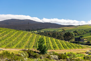 Fototapeta premium Vineyards based in one of South Africa’s finest wine-making regions, Walker Bay. Situated in the Hemel-en-Aarde valley of Hermanus, this region is well-suited to the production of Pinot Noir.