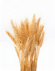 Golden Wheat Field Texture Isolated on White Background for Nature Theme Design