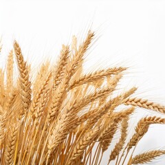 Fototapeta premium Golden Wheat Field Texture Isolated on White Background for Nature Theme Design