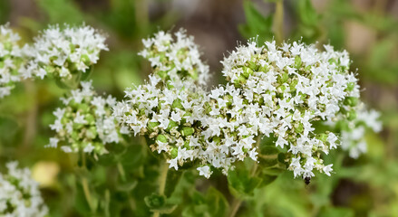 Medicinal plants that grow naturally in nature. thyme flower photos