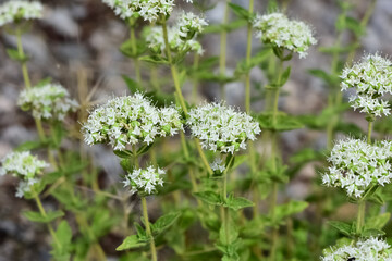 Medicinal plants that grow naturally in nature. thyme flower photos