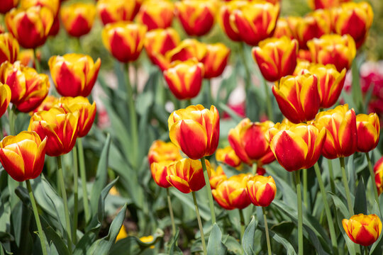 Field of colorful tulips, many red flowers. Field of spring flowers. Tulip field Red tulips, yellow tulips, pink flowers.