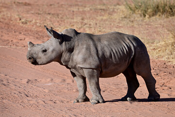 Fototapeta premium Rhino in Etosha nationalpark Namibia