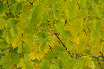 Grape vine leaves closeup - Vitis vinifera. 