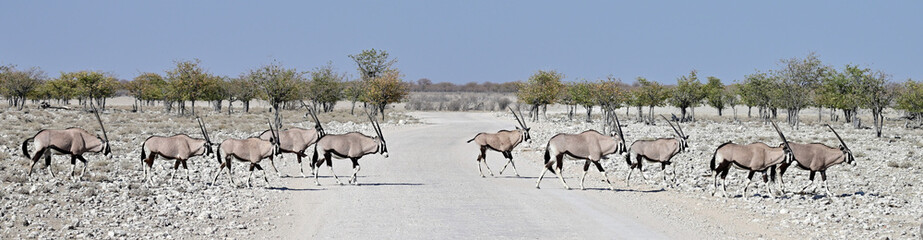 Oryx running at the Etosha Nationalpark in Namibia