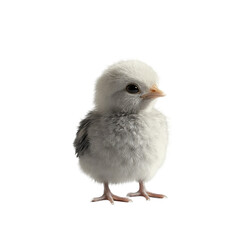 Obraz premium Adorable fluffy white chick a symbol of new life innocence and hope