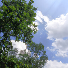 Fototapeta premium photo of trees on a hilltop against a bright blue sky background