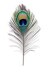 Obraz premium Isolated Vibrant Peacock Feather