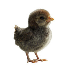 Obraz premium Adorable fluffy chick standing cute baby bird yellow background