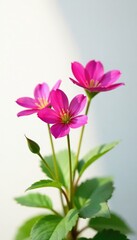 Obraz premium Pink purslane in full bloom against white background, petals, bloom, sunlight