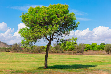A lone pine tree stands tall in a grassy field in springtime, bathed in sunlight. Single tree standing in the middle of a grassy field under a bright blue sky with scattered clouds