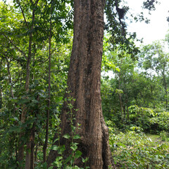 Obraz premium temperate broad leaf and mixed forest