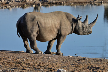 Rhino in Etosha nationalpark Namibia
