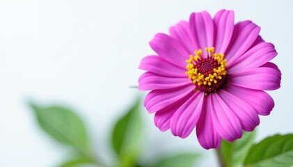 Fototapeta premium Purple zinnia bloom on a plain white background with some green leaves, nature, summer flowers