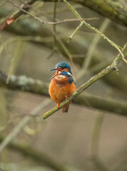 Kingfisher