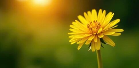 Obraz premium Softly glowing yellow petals in the evening light, gentle, dandelion