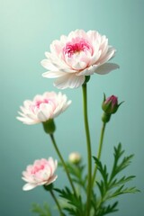 Fototapeta premium White ranunculus flowers with pink accents swaying gently in the breeze, white, delicate, blooming