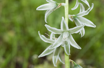 photos of various wild plants and wild flowers