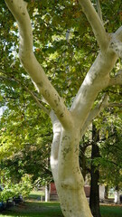 The trunk, bark, leaves and fruits of Platanus occidentalis, also known as the American, London plane tree. Bark of the sycamore tree. Maple. Sycamore. Different colors of the tree trunk. Platan. n