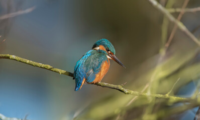Kingfisher, alcedo atthis, female perched on a branch in the uk in the spring