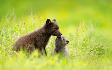 Fototapeta premium Arctic fox mum with playful cub in summer
