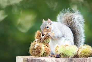 Grey squirrel eating sweet chestnut fruit in autumn