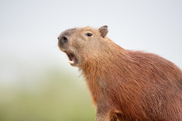 Portrait of a capybara with open mouth