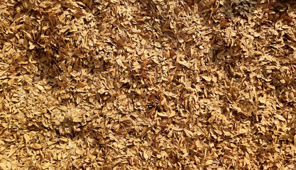 a sunlit expanse of countless dried leaves creates a textured, golden-brown carpet of natural patterns and organic detail, suggesting the arrival of autumn and the beauty of seasonal change.